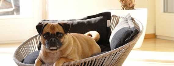 Aperçu des meilleurs lits pour chiens, les principaux critères de sélection
