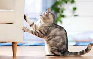 Si un chat tire du papier peint et des meubles, comment le sevrer de cette habitude