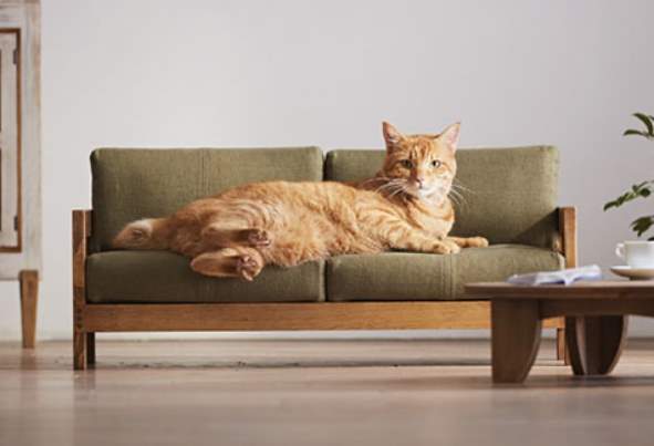 Canapé pour chats situé dans l'appartement