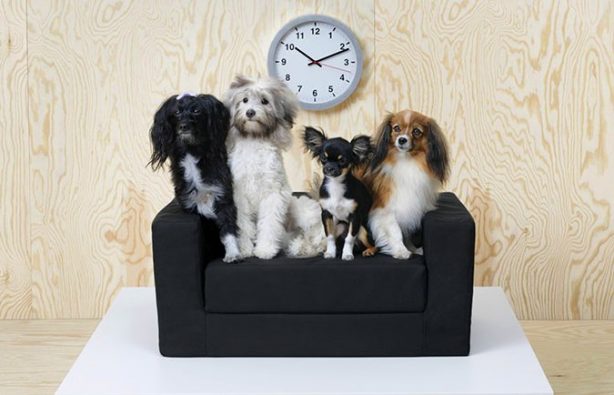 Canapé pour chien