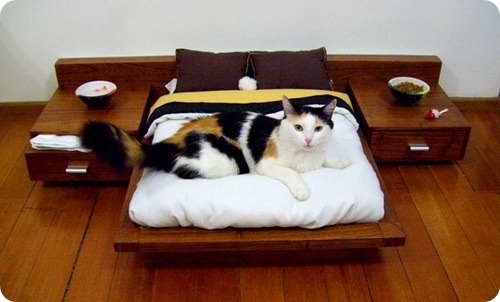 Chambre exclusive pour chats