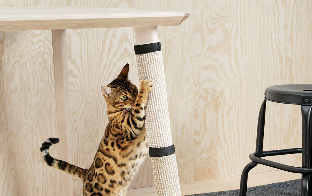 Grignoteuse de chat