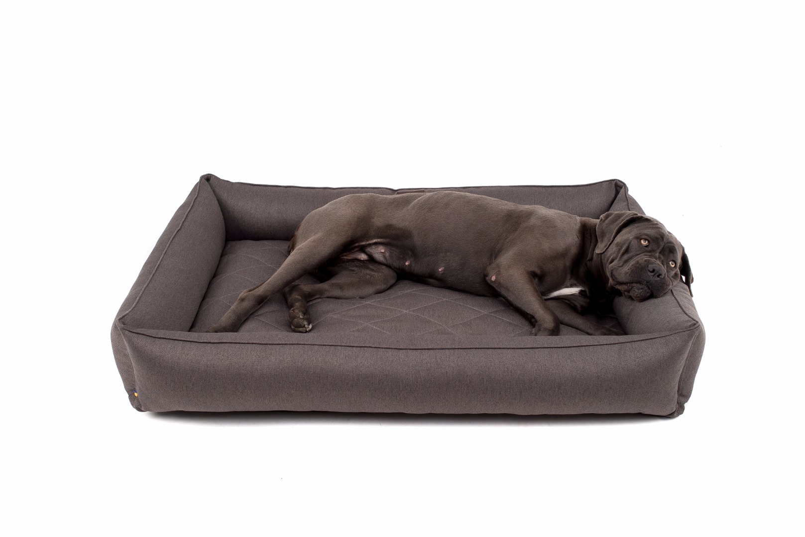 Gros chien sur le lit