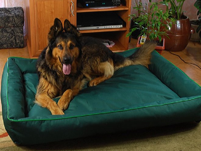 Comment faire dormir un gros chien