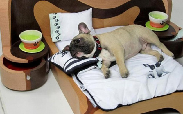 Comment choisir le bon lit pour un chien