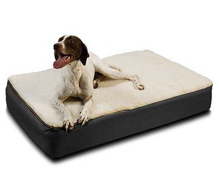 Comment choisir la couleur et le matériau des meubles pour le chien