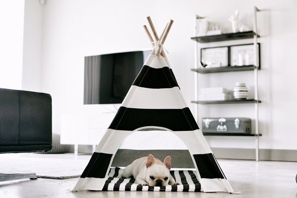 Tente pour animaux de compagnie