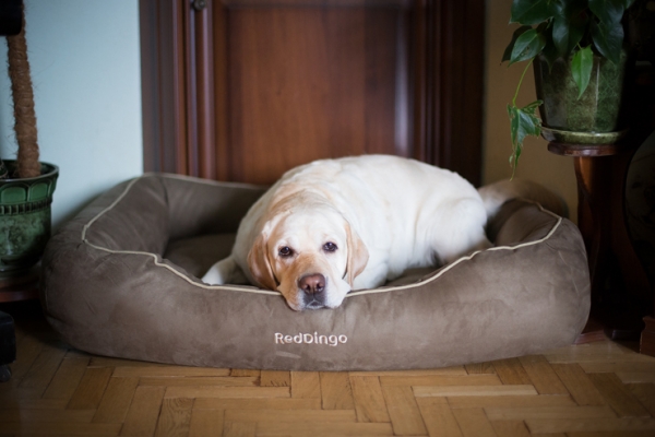 Lit pour chien confortable