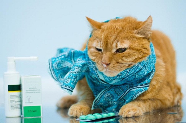 Chat malade