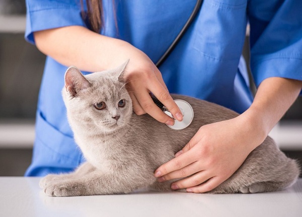 Inspection des chats