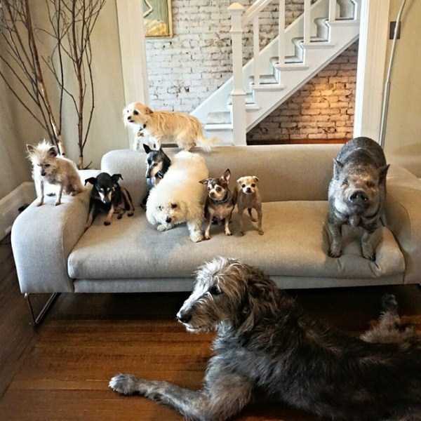 Joie pour les animaux