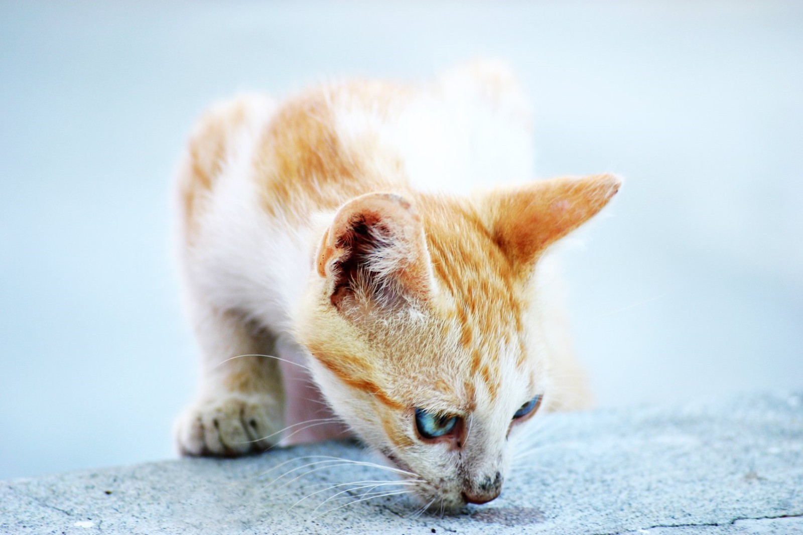 Chat reniflant